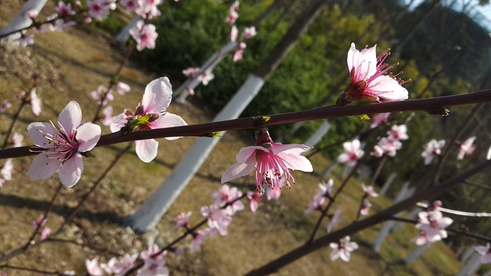 IMG_20190314_131417_副本.jpg